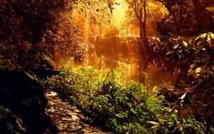 Preview wallpaper wood, footpath, stones, sunlight, beams, trees, vegetation