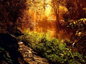 Preview wallpaper wood, footpath, stones, sunlight, beams, trees, vegetation