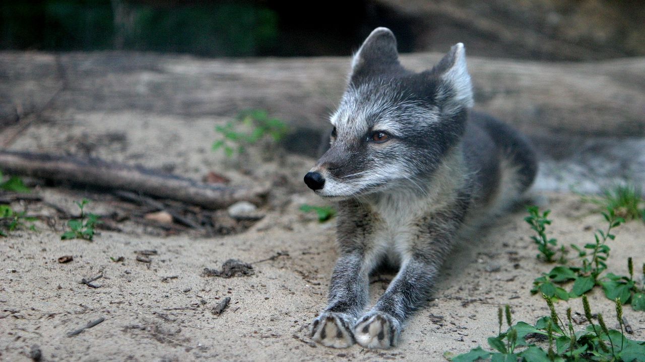 Wallpaper wood fox, cub, fur, lying, grass