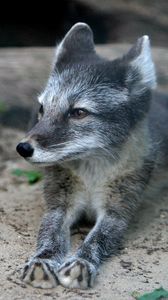 Preview wallpaper wood fox, cub, fur, lying, grass