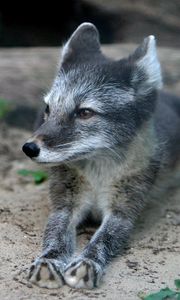 Preview wallpaper wood fox, cub, fur, lying, grass