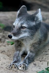 Preview wallpaper wood fox, cub, fur, lying, grass