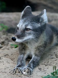 Preview wallpaper wood fox, cub, fur, lying, grass