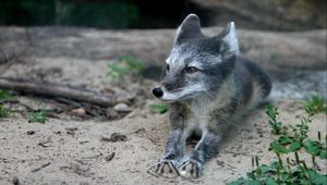 Preview wallpaper wood fox, cub, fur, lying, grass