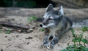 Preview wallpaper wood fox, cub, fur, lying, grass