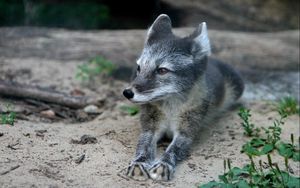 Preview wallpaper wood fox, cub, fur, lying, grass