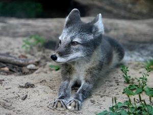 Preview wallpaper wood fox, cub, fur, lying, grass