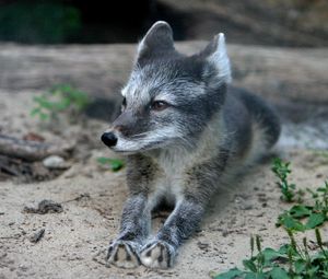 Preview wallpaper wood fox, cub, fur, lying, grass