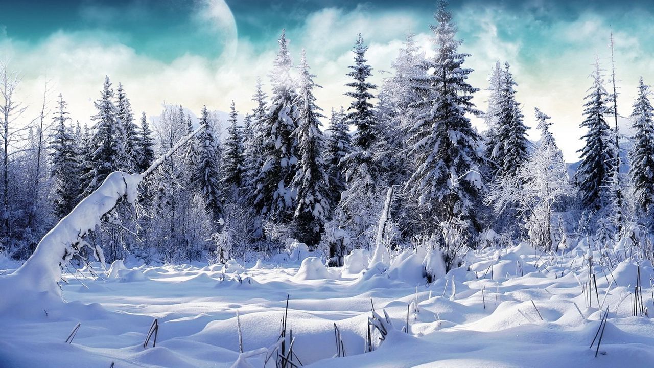 Wallpaper wood, fur-trees, snow, snowdrifts, fog, moon