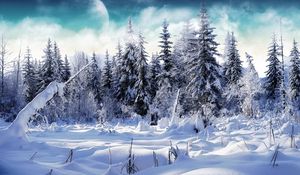 Preview wallpaper wood, fur-trees, snow, snowdrifts, fog, moon