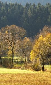 Preview wallpaper wood, gold, autumn, trees, field, coniferous