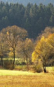 Preview wallpaper wood, gold, autumn, trees, field, coniferous