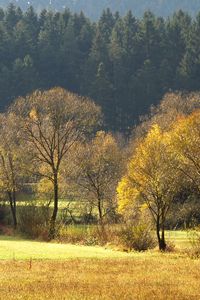 Preview wallpaper wood, gold, autumn, trees, field, coniferous