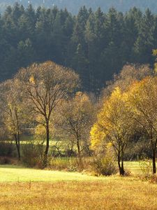 Preview wallpaper wood, gold, autumn, trees, field, coniferous