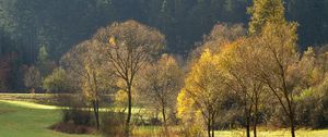 Preview wallpaper wood, gold, autumn, trees, field, coniferous