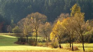 Preview wallpaper wood, gold, autumn, trees, field, coniferous