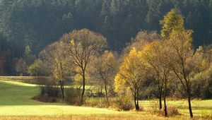 Preview wallpaper wood, gold, autumn, trees, field, coniferous