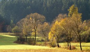 Preview wallpaper wood, gold, autumn, trees, field, coniferous