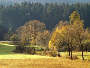 Preview wallpaper wood, gold, autumn, trees, field, coniferous