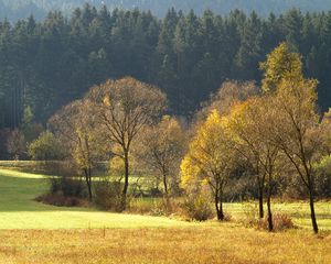 Preview wallpaper wood, gold, autumn, trees, field, coniferous