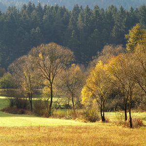 Preview wallpaper wood, gold, autumn, trees, field, coniferous