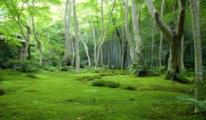 Preview wallpaper wood, grass, trees, house, moss, glade