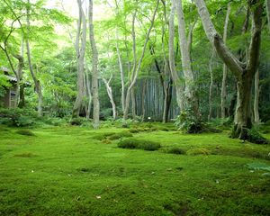 Preview wallpaper wood, grass, trees, house, moss, glade