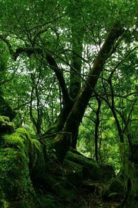 Preview wallpaper wood, green, moss, thickets, jungle