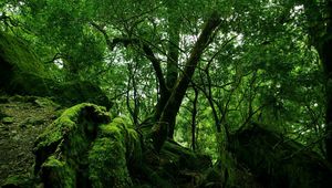 Preview wallpaper wood, green, moss, thickets, jungle