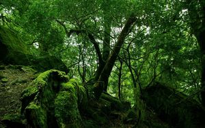 Preview wallpaper wood, green, moss, thickets, jungle