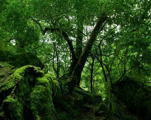 Preview wallpaper wood, green, moss, thickets, jungle