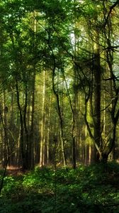 Preview wallpaper wood, greens, branches, trunks, trees