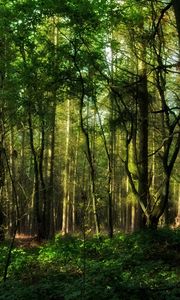 Preview wallpaper wood, greens, branches, trunks, trees