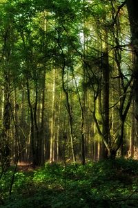 Preview wallpaper wood, greens, branches, trunks, trees