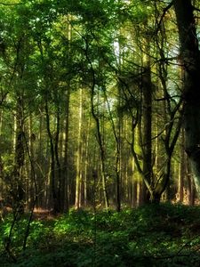 Preview wallpaper wood, greens, branches, trunks, trees