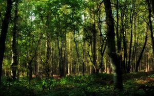 Preview wallpaper wood, greens, branches, trunks, trees