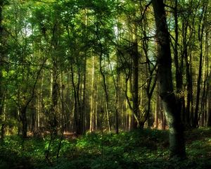 Preview wallpaper wood, greens, branches, trunks, trees