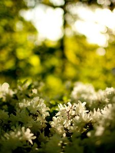 Preview wallpaper wood, greens, flowers, white