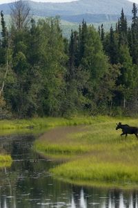 Preview wallpaper wood, greens, trees, water, elk