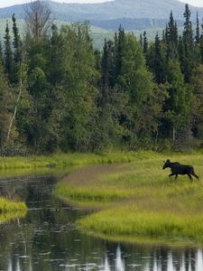 Preview wallpaper wood, greens, trees, water, elk