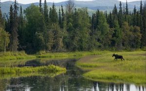 Preview wallpaper wood, greens, trees, water, elk