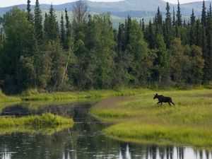 Preview wallpaper wood, greens, trees, water, elk