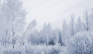 Preview wallpaper wood, hoarfrost, gray hair, winter, frost