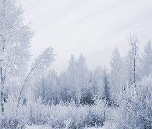 Preview wallpaper wood, hoarfrost, gray hair, winter, frost