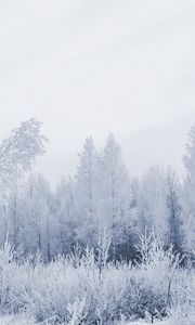 Preview wallpaper wood, hoarfrost, gray hair, winter, frost