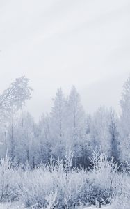 Preview wallpaper wood, hoarfrost, gray hair, winter, frost