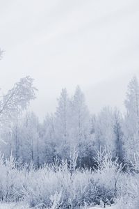 Preview wallpaper wood, hoarfrost, gray hair, winter, frost