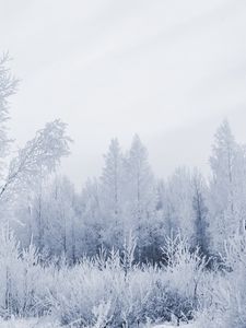 Preview wallpaper wood, hoarfrost, gray hair, winter, frost