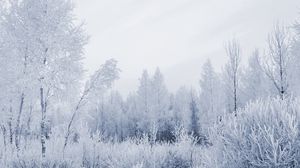 Preview wallpaper wood, hoarfrost, gray hair, winter, frost