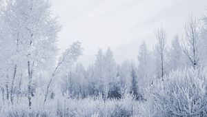 Preview wallpaper wood, hoarfrost, gray hair, winter, frost